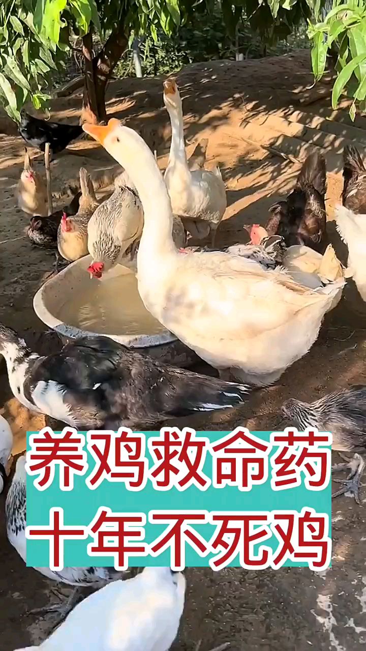 养鸡救命药,十年不死鸡