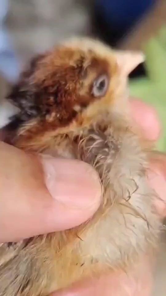 鸡新城疫的症状。