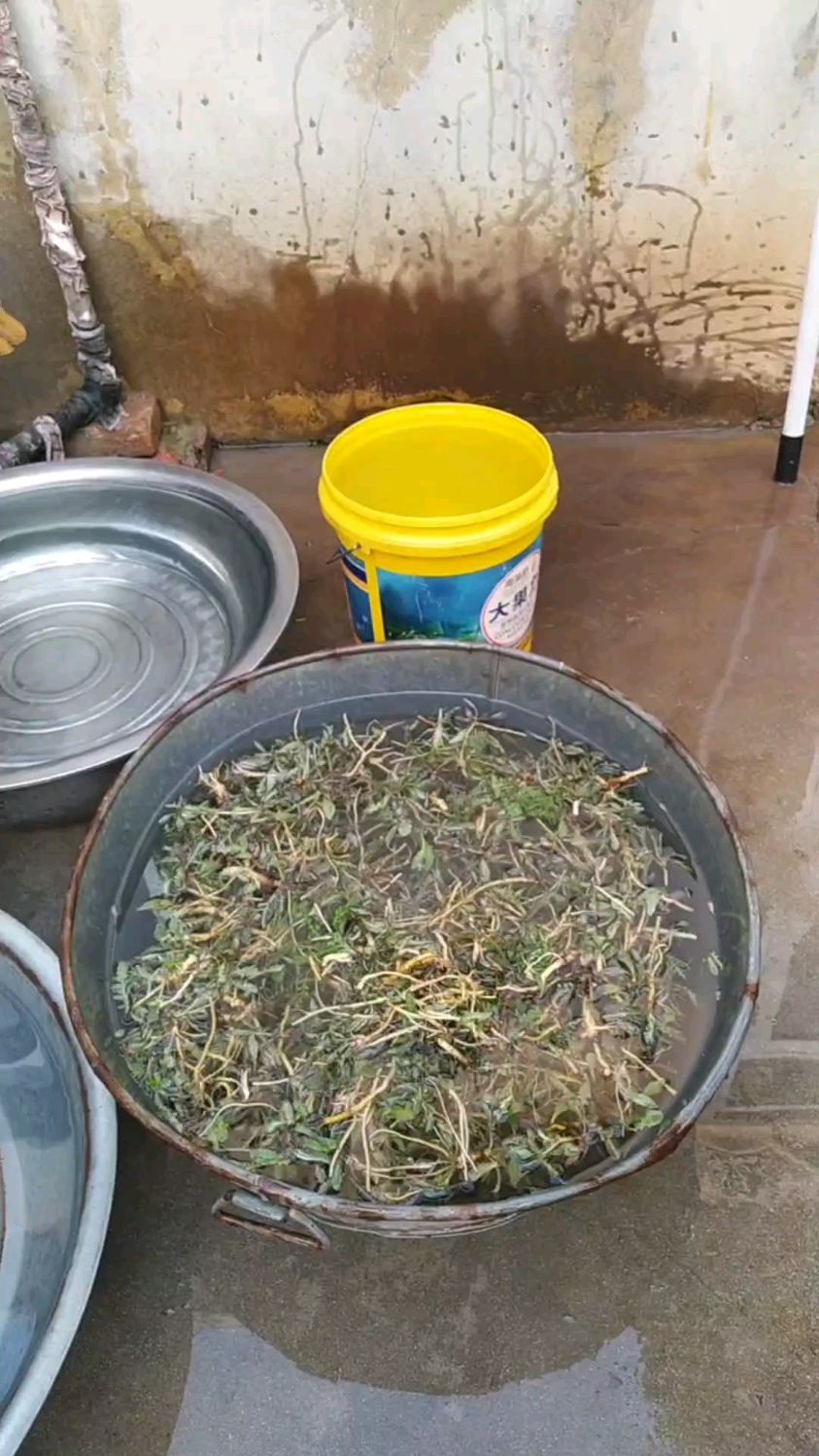 苦菜渣是胶东农村春天必备美食,原料是苦菜和研磨细的花生米,吃一口满嘴苦香回味无穷