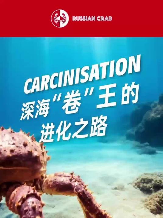 帝王蟹居然是虾演变进化来的|帝王蟹小百科