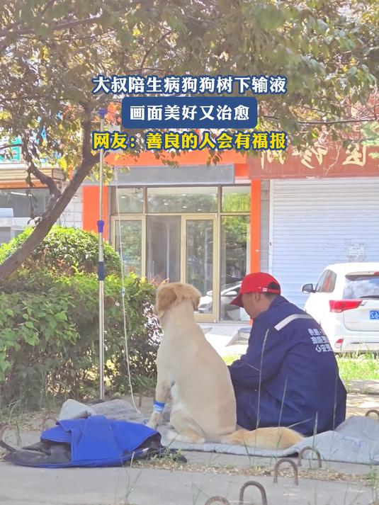 大叔陪生病狗狗树下输液,画面美好又治愈,网友:善良的人有福报
