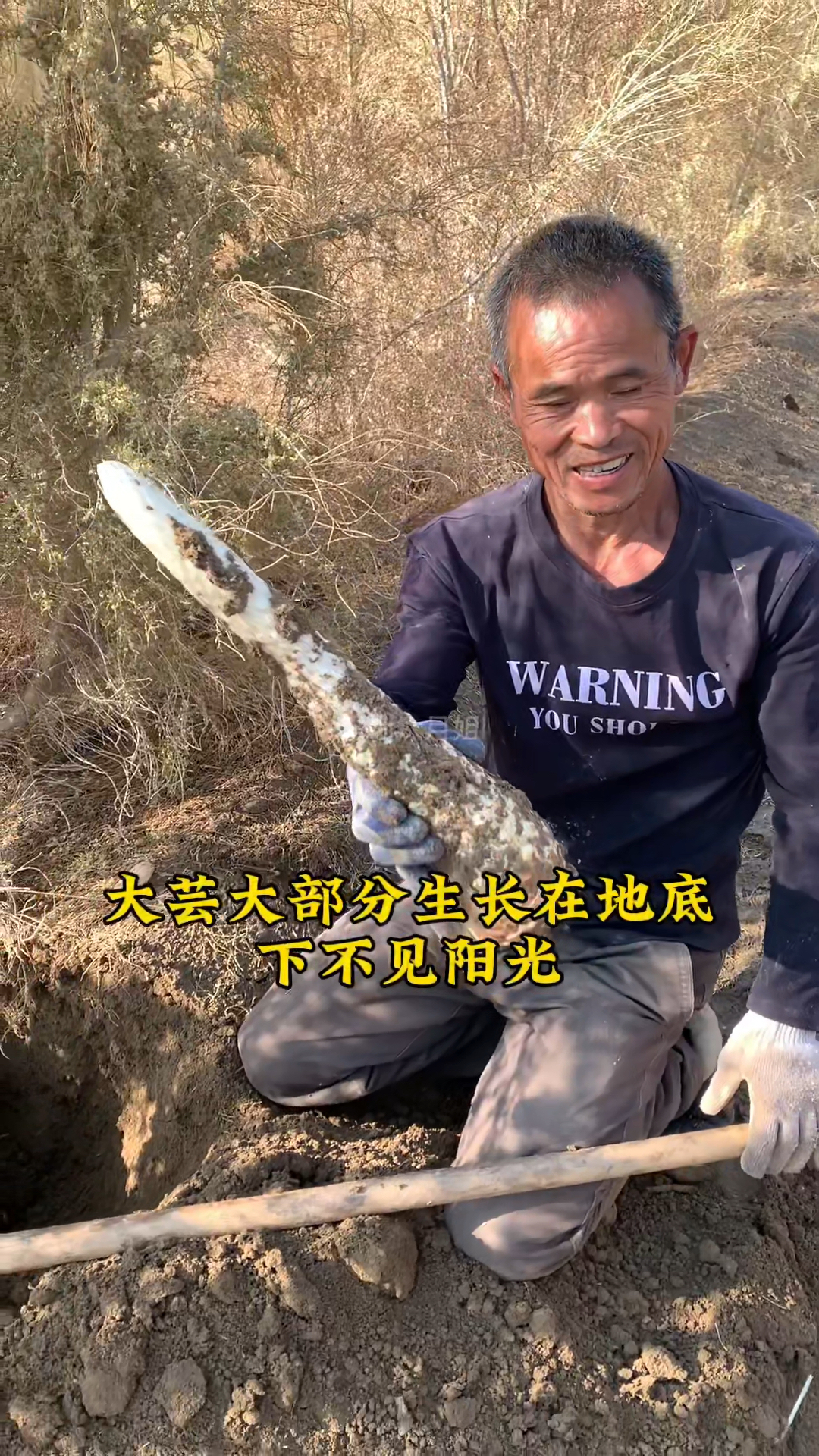 新疆戈壁滩种植的大芸,也叫肉苁蓉,开挖啦
