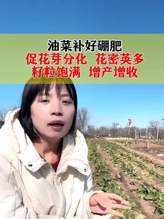 油菜施好硼肥 花芽分化佳 来年高产籽粒饱