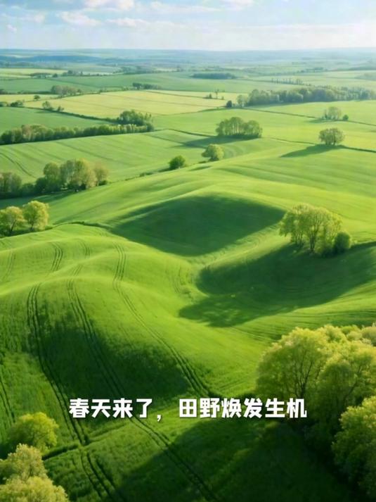 荠菜叶子有锯齿,是春天常见的野菜