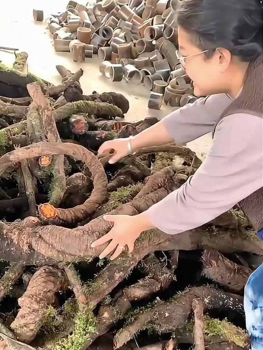 云南大山里的红藤,又称血塞通,通经活络,活血化瘀,泡水喝很好