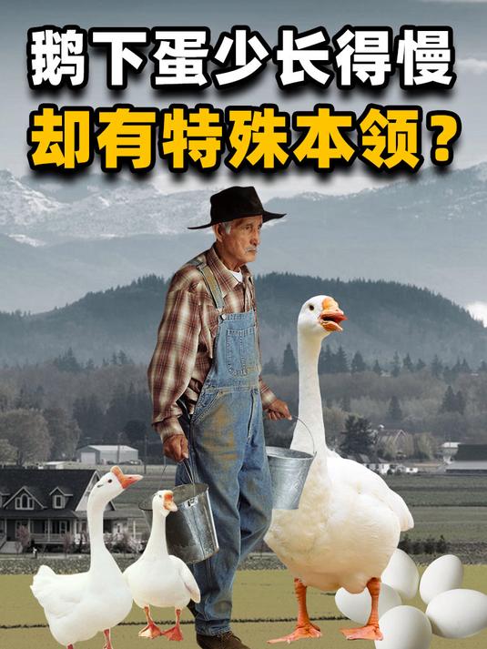 为何农村鸡鸭成群,养鹅却不多?鹅有个本事,鸡鸭无法替代!
