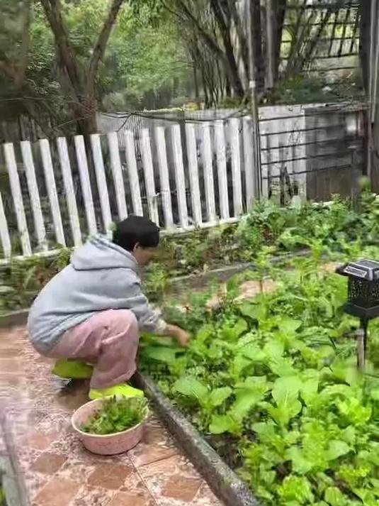 院里的菜苗太密了,我踢掉一些