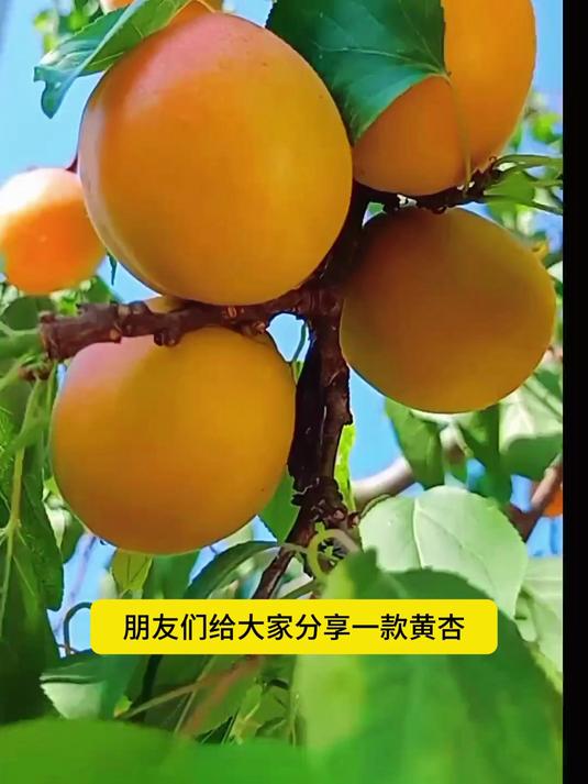 藏在果肉里的营养密码!大黄杏的神仙吃法大公开
