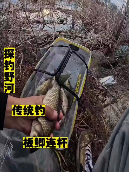 冬季传统钓大板鲫#钓鱼#