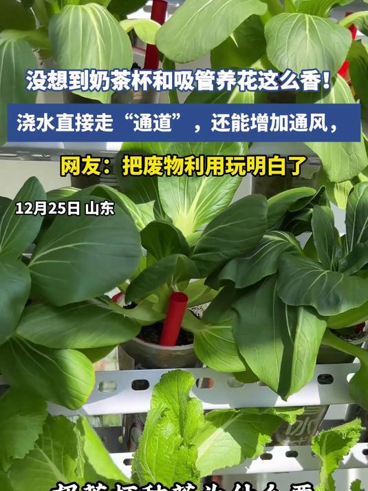 没想到奶茶杯和吸管养花这么香！