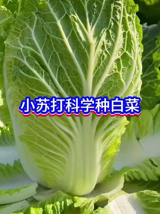 教你一个小苏打养花种菜的小技巧!