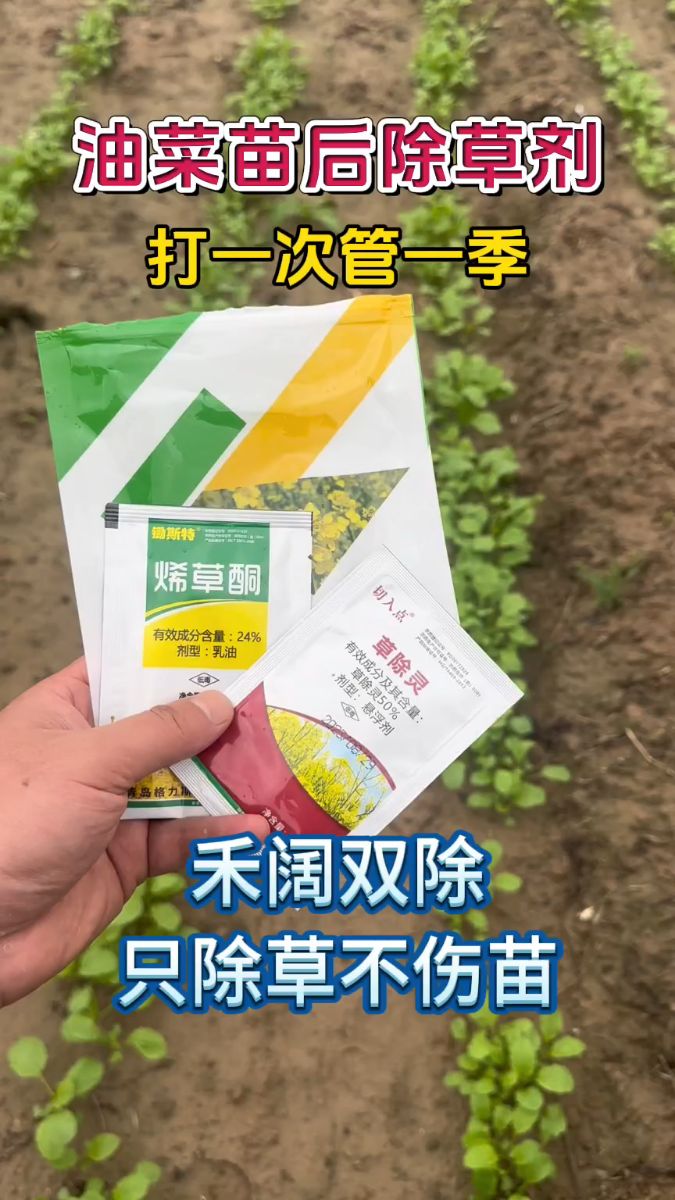 甘蓝油菜苗后除草剂,禾阔双除,打一次管一季