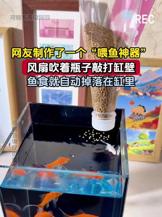 网友制作了一个“喂鱼神器”,风扇吹着瓶子敲打缸壁,鱼食就自动掉落在缸里
