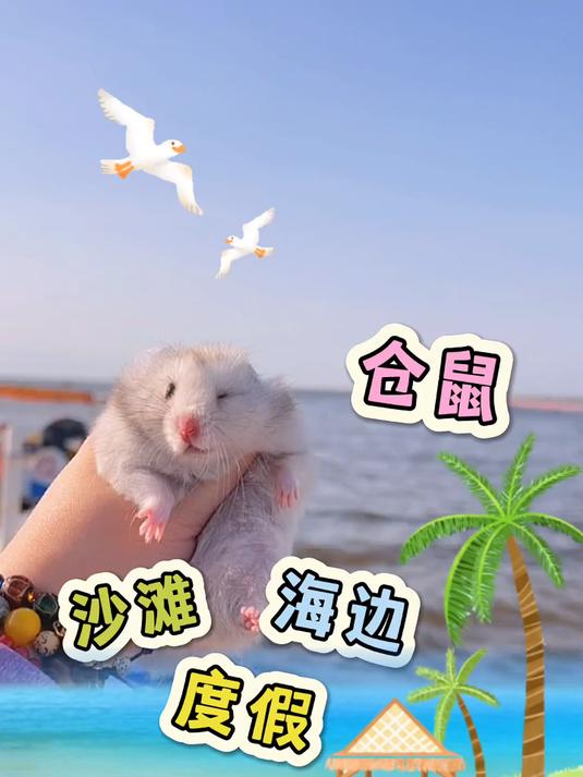 你见过会坐摇椅的拇指鼠吗?