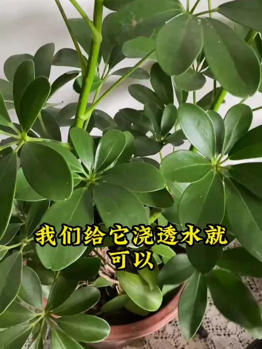 想要养好鸭掌木,学会3招就可以了!