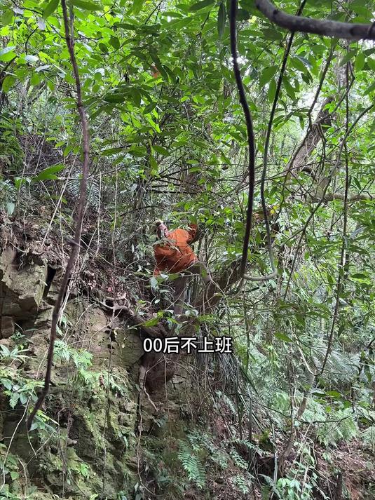 跟随两位老前辈挖草药的一天 鸡骨草