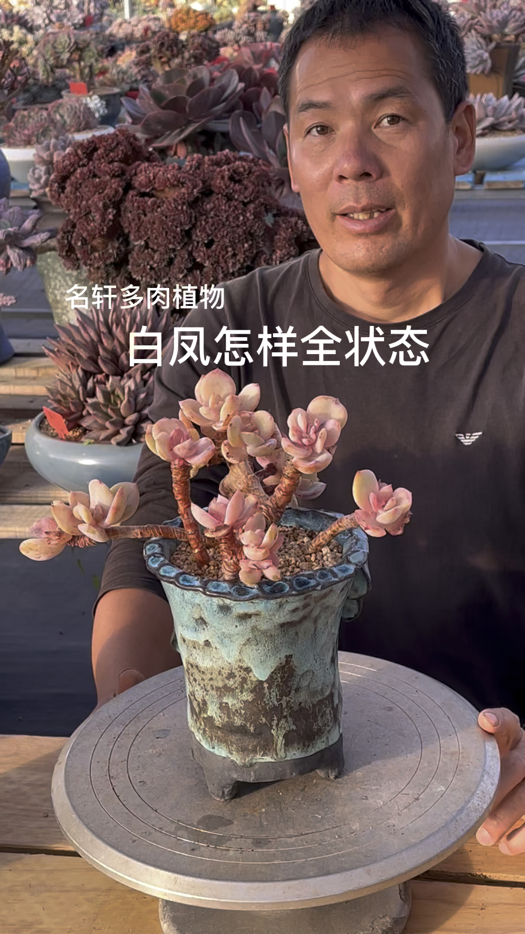 多肉植物白凤怎么养出状态