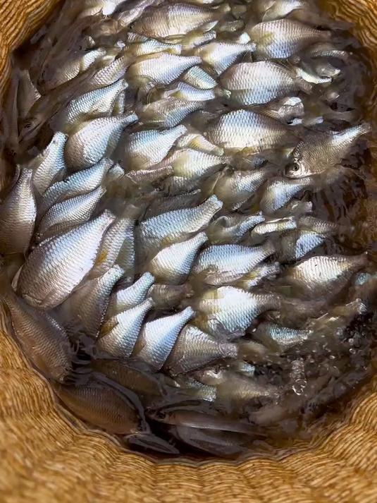 四大小鱼排名，这种鱼能排第几名？