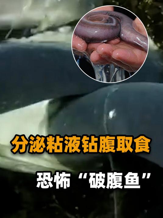 深海恐怖破腹鱼,喜欢钻进猎物体内进食,浑身的粘液能逼退鲨鱼!