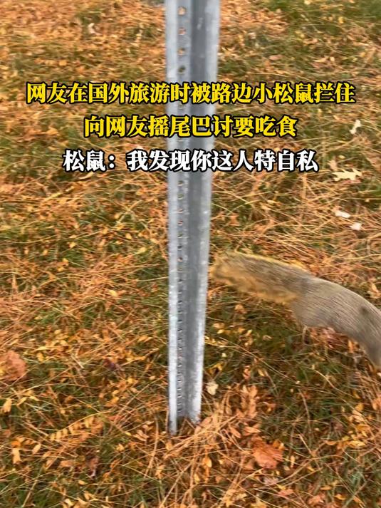 网友在国外旅游时被路边小松鼠拦住,向网友摇尾巴讨要吃食