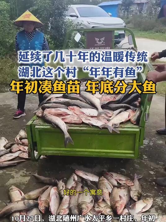 延续了几十年的温暖传统 湖北这个村“年年有鱼”!