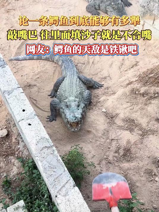 论一条鳄鱼到底能够有多犟，敲嘴巴 往里面填沙子就是不合嘴，网友：鳄鱼的天敌是铁锹吧