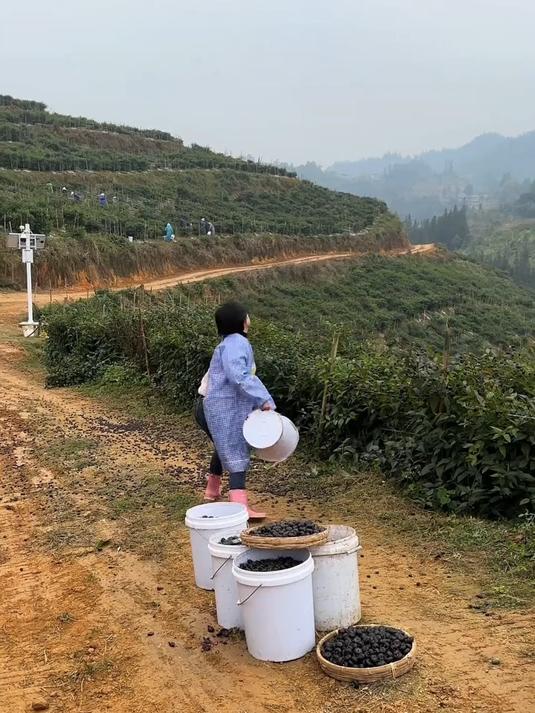 红果参小巧玲珑,果肉细嫩,营养又美味的小众鲜果