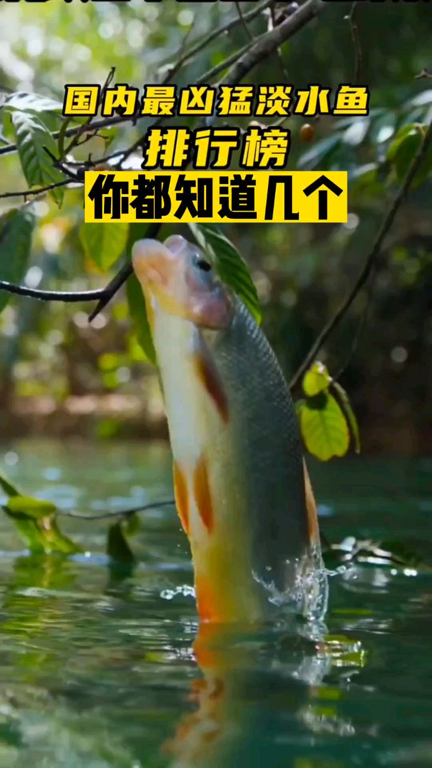 国内最凶猛淡水鱼排行榜,你都知道几种