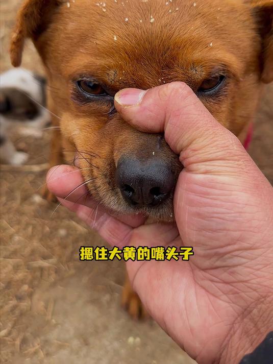 摁住大黄的嘴头子只给异瞳狗狗吃披萨面包#萌宠#
