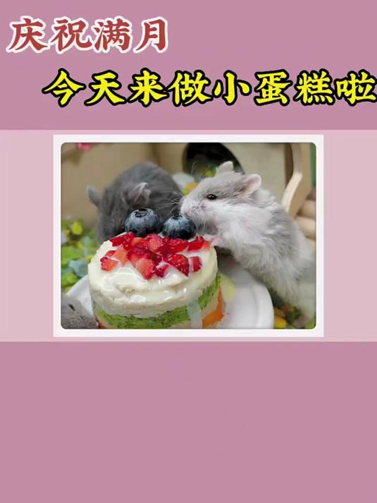 为了庆祝小团子们满月,今天来做仓鼠版小蛋糕吧!