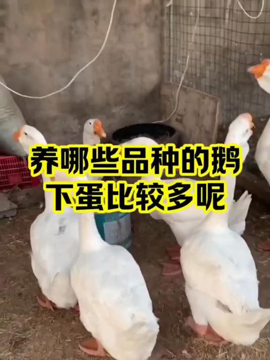想养下蛋多的鹅?这几个品种别错过,三农养殖实用指南