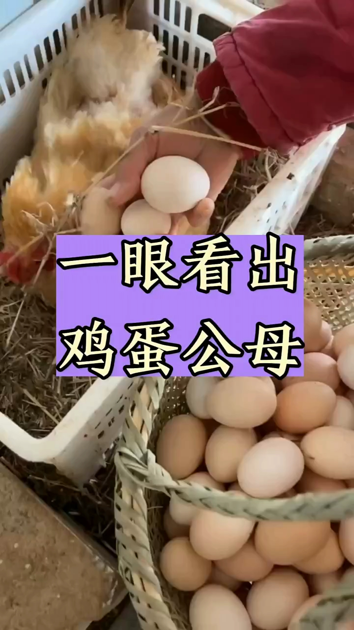 一眼看穿鸡蛋公母