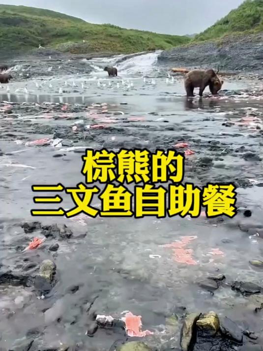 三文鱼吃到饱