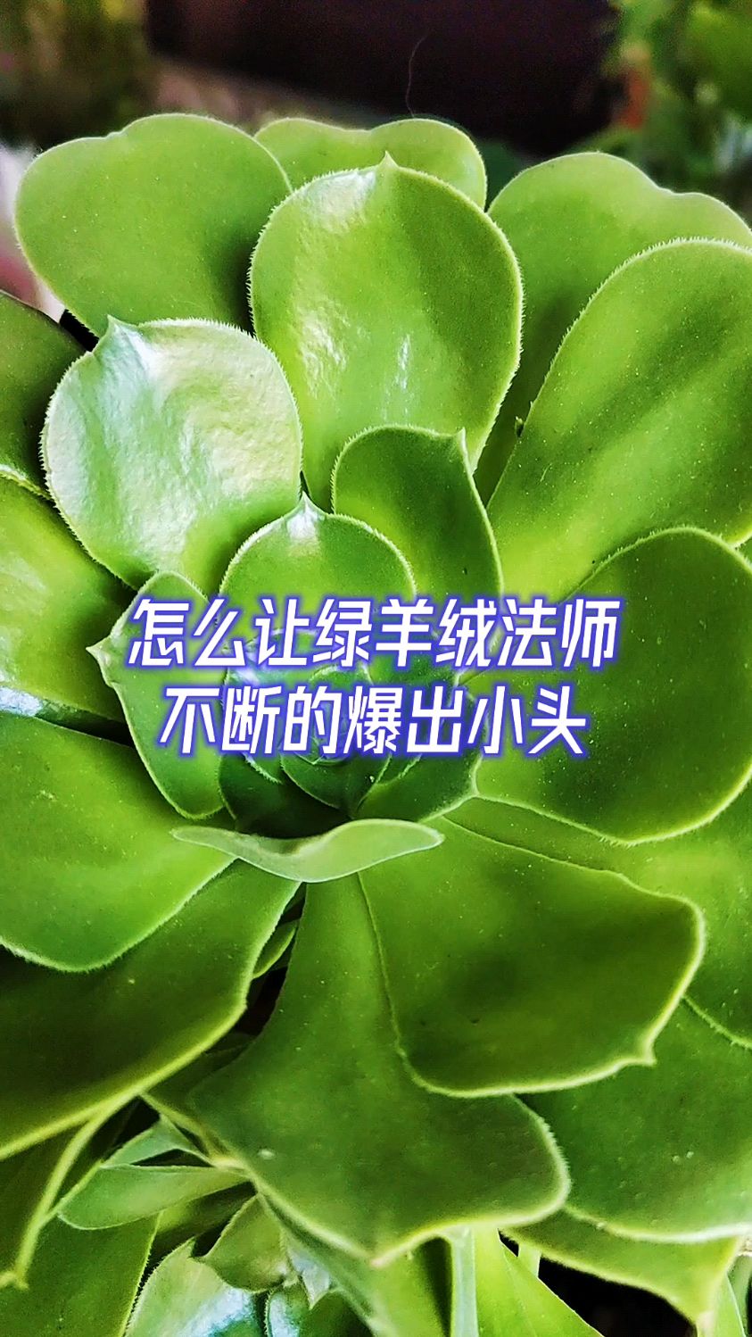 怎么让绿羊绒法师不断的爆出小头?
