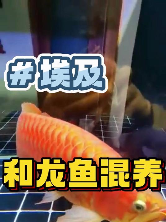 埃及和龙鱼混养