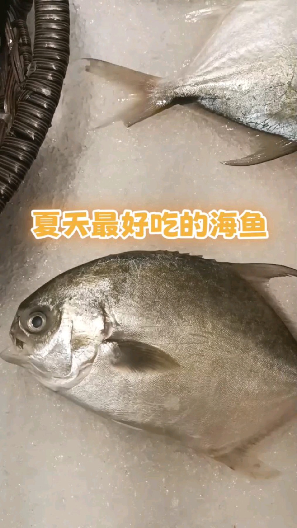 海鲜大盘点,实拍夏天最好吃的海鱼