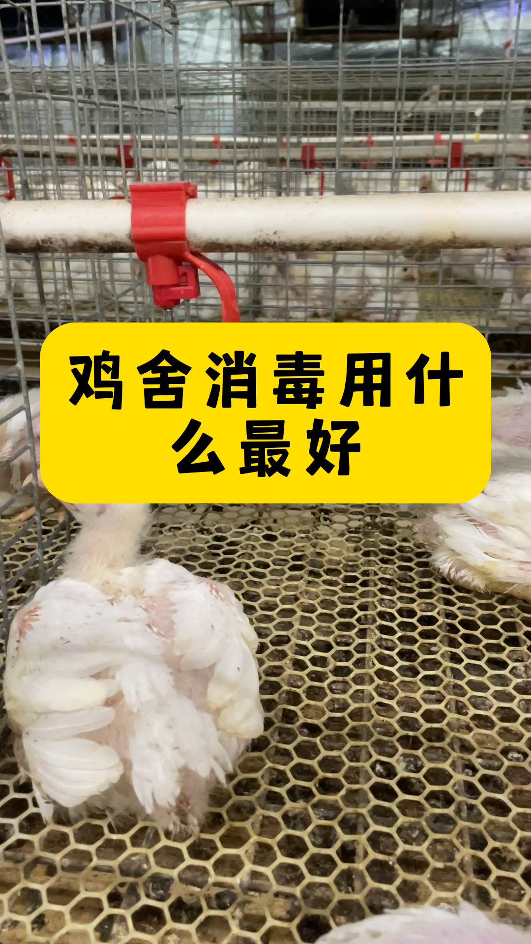 鸡舍用什么消毒最好呢