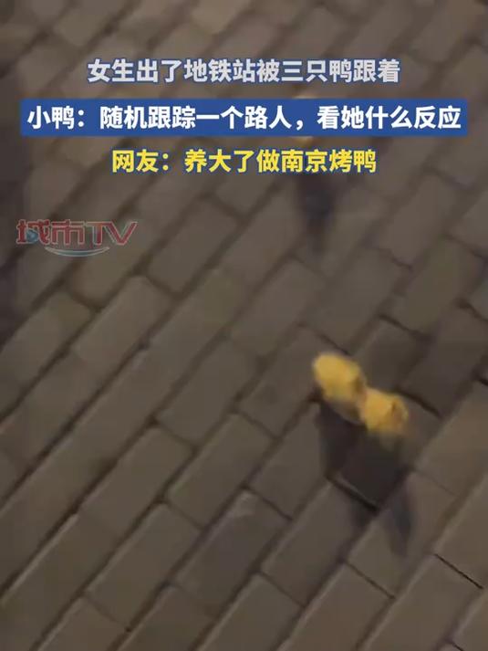 女生晚上被三只鸭跟着,小鸭:随机跟踪一个路人,看她什么反应