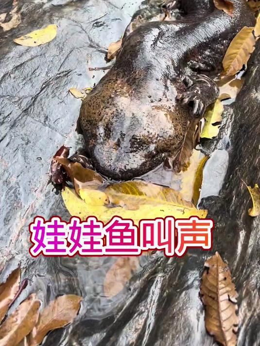 原来娃娃鱼的叫声还真像孩子，你听过吗？#娃娃鱼#
