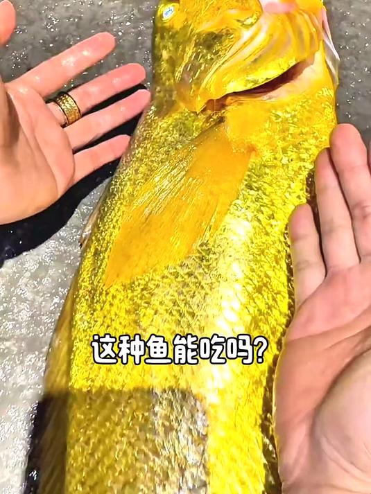 鱼也有国家保护动物,吃鱼可别吃出牢饭#花满春城我代言#