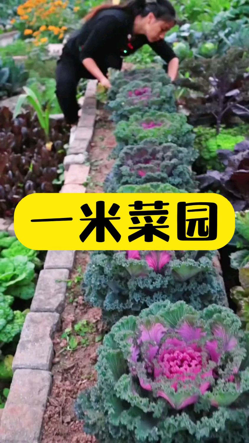 一米菜园做好也是有所收益的