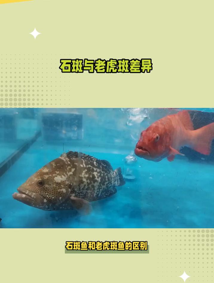 石斑与老虎斑差异