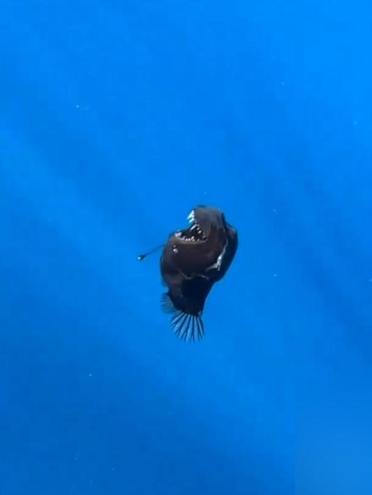 长得丑爆了!深海魔鬼鱼浮在海表2公里处“晒太阳”被抓拍