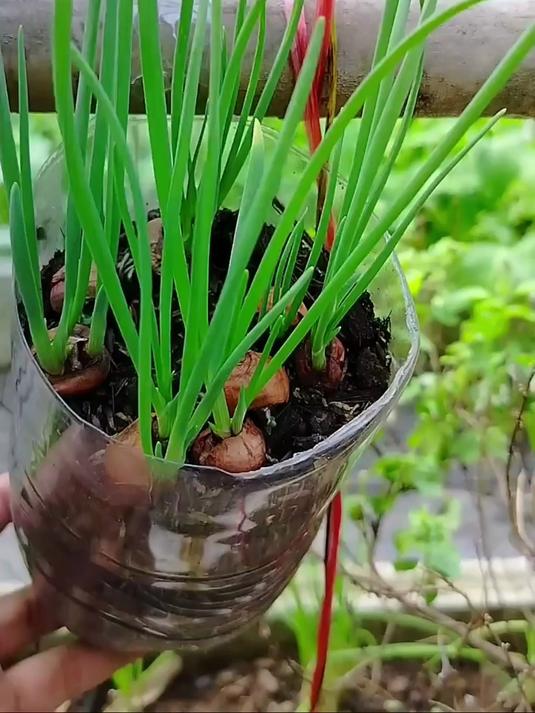 又学会一个种菜小技巧