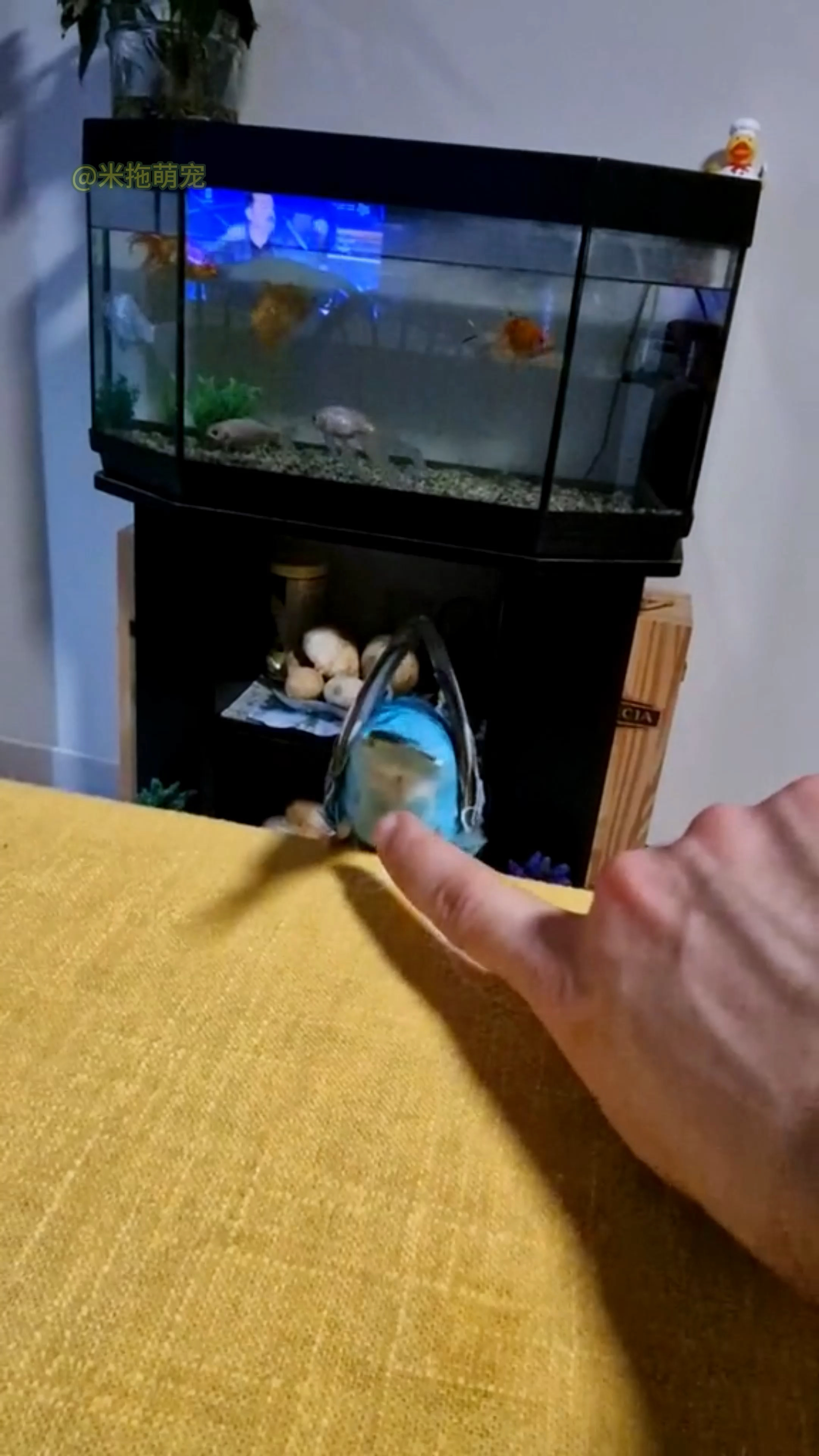 新买的虎皮鹦鹉要怎么养?
