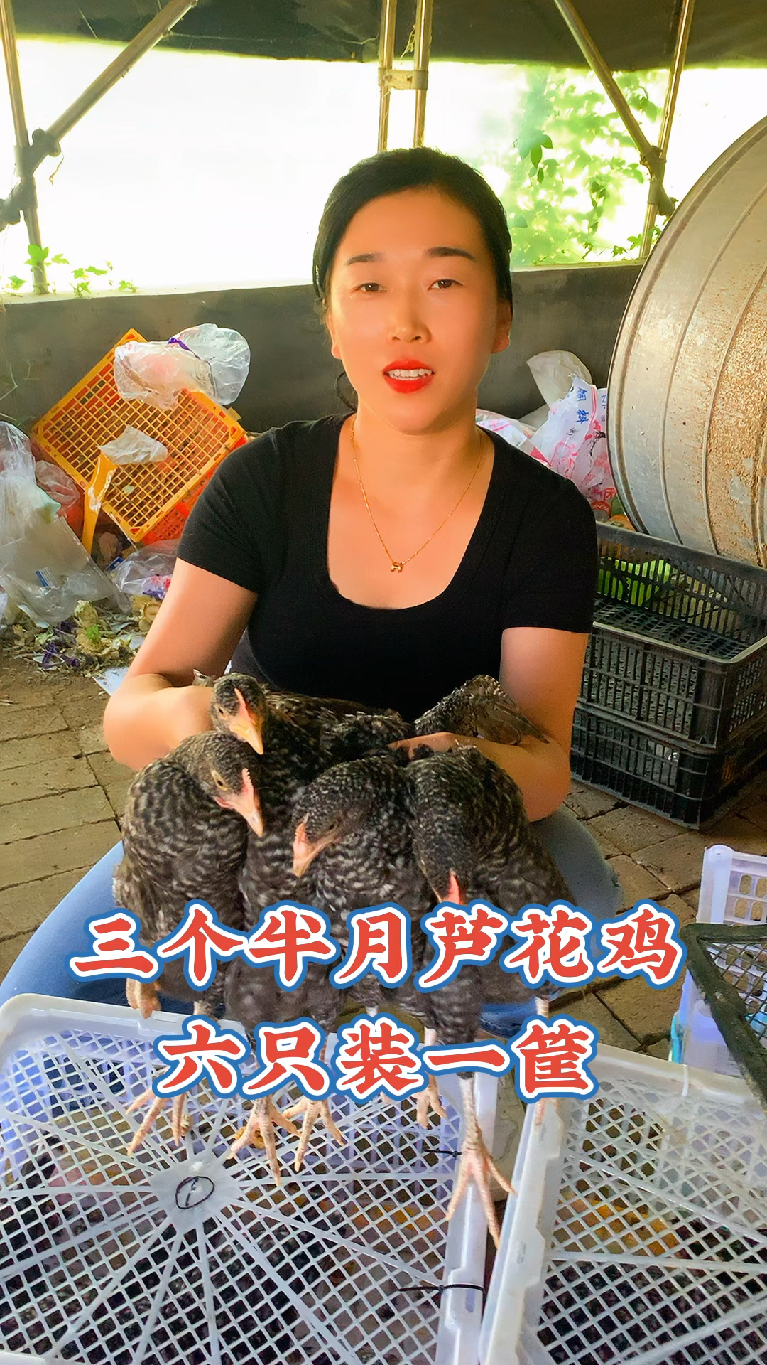 成年下蛋芦花鸡,脱温芦花鸡苗,芦花鸡多少钱一只