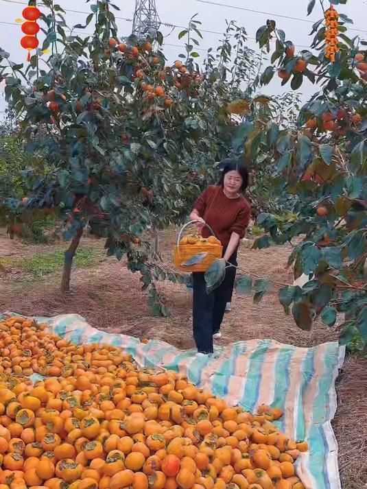 这个巧克力脆柿子你们收到货不用放软就可以直接吃它就是脆甜脆甜