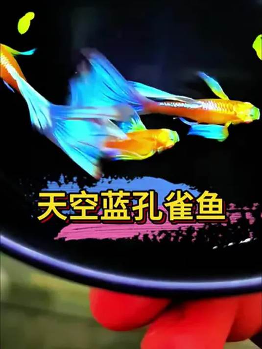 天空蓝孔雀鱼:尾鳍超闪好养,繁殖能力强