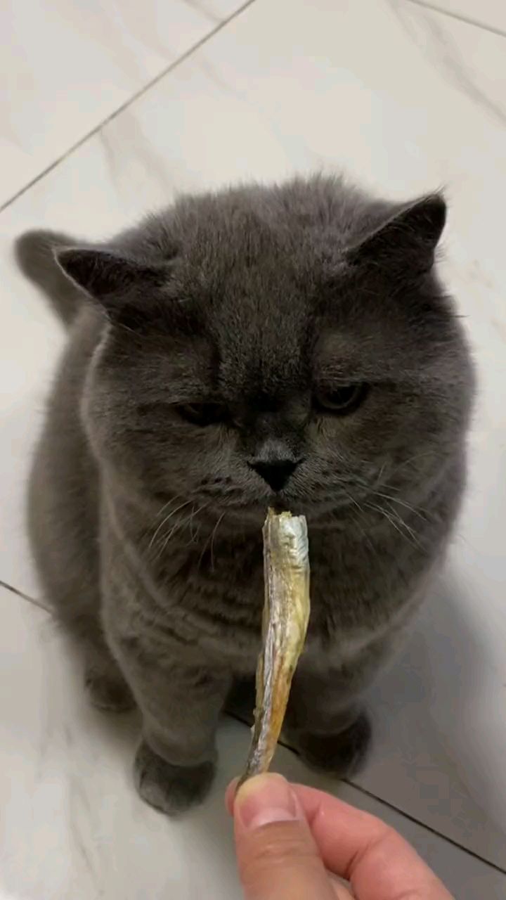 爱吃小鱼干的猫咪。