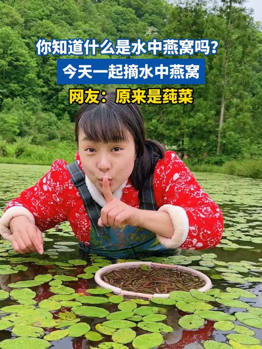 你知道什么是水中燕窝吗？今天一起摘水中燕窝，网友：原来是莼菜